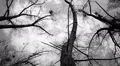 Silhouette of flying crows HD Footage
