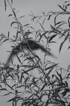 Silhouette of a flying eagle seen through some branches. Stock Photos