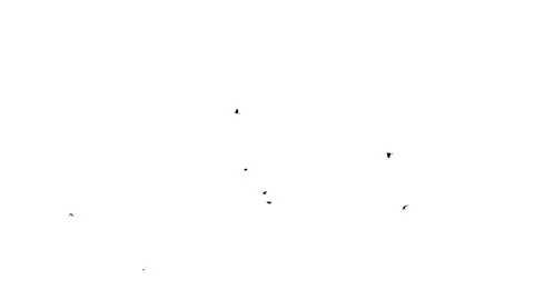 Silhouette of flying flock of birds against white background Stock Footage 329053282