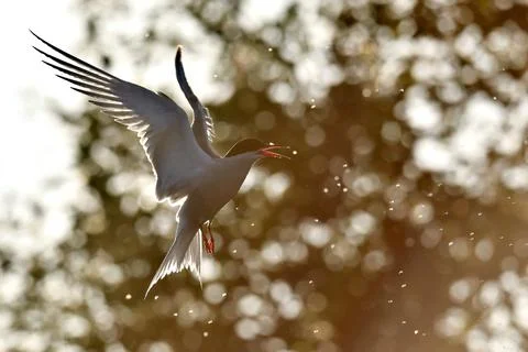 The silhouette of flying tern. Backlight of the sunset. Sunset background. Stock Photos