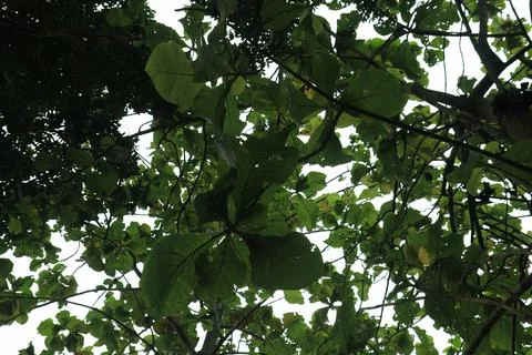 Silhouette foliage dramatic sky frame. Stock Photos