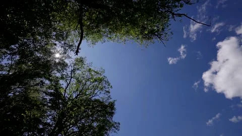 The silhouette of foliage in the foreground sets off the brightness of the blue 스톡 동영상 286971446