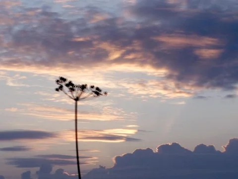 Silhouette Stock Footage 490264