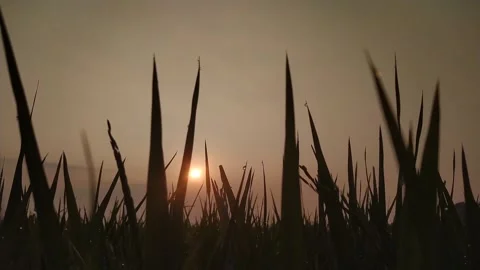 Silhouette Stock Footage 314830171