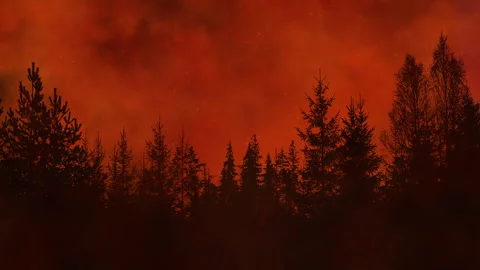 The silhouette of a forest being destroyed by raging wildfires. Stock Footage