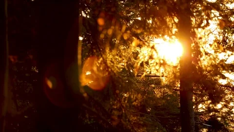 Silhouette of the forest Stock Footage 80148700