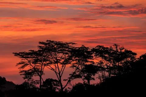Silhouette of forest Stock Photos