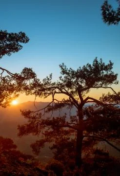 Silhouette of a forest pine tree during blue hour with bright sun at sunset. Stock-Fotos