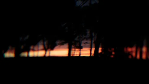 Silhouette forest at sunset Video stock 94884280