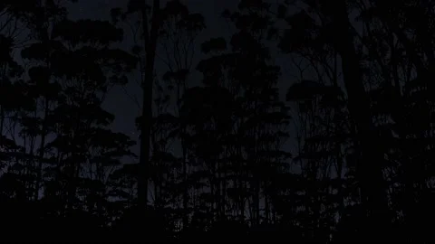 Silhouette of Forest Trees Branches in the Landscape Stock-Footage 239734111