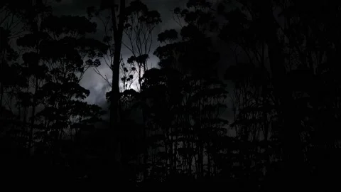 Silhouette of Forest Trees Branches in the Landscape Video stock 239765100
