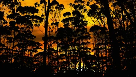 Silhouette of Forest Trees Branches in the Landscape Stock Footage 239915371