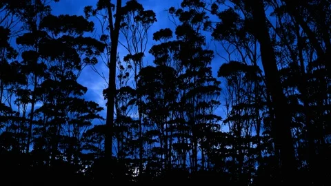 Silhouette of Forest Trees Branches in the Landscape Video stock 240096679