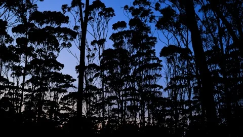 Silhouette of Forest Trees Branches in the Landscape Stock Footage 240126670