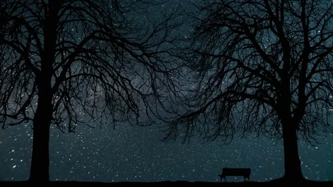 Silhouette of Forest Trees Branches over Lake Stock Footage 239690174