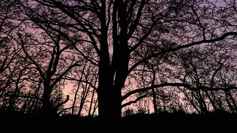 Silhouette of Forest Trees Canopy and Sky Stock Footage 238840835