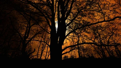 Silhouette of Forest Trees Canopy and Sky Stock Footage 239968737