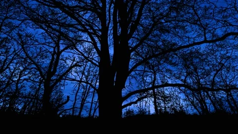 Silhouette of Forest Trees Canopy and Sky Stock Footage 240097104