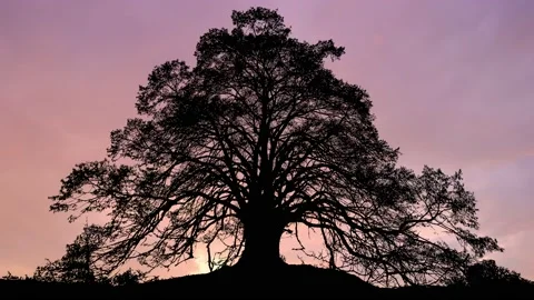 Silhouette of Forest Trees in the Landscape Stock-Footage 238840905