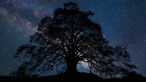 Silhouette of Forest Trees in the Landscape Stock-Footage 239728703