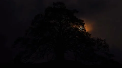 Silhouette of Forest Trees in the Landscape Stock Footage 239794578