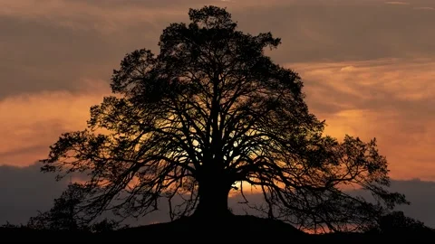 Silhouette of Forest Trees in the Landscape Vidéo 239873289