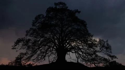 Silhouette of Forest Trees in the Landscape Stock-Footage 239922423