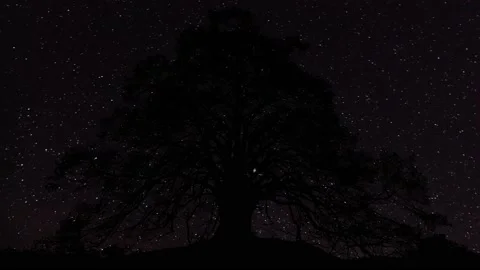 Silhouette of Forest Trees in the Landscape Stock Footage 239991359