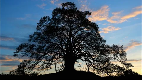 Silhouette of Forest Trees in the Landscape Stock Footage 240055106