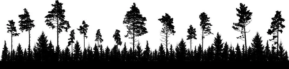 Silhouette of forest trees, spruce, pine and fir. Coniferous spruce panoram.. Stock Illustration