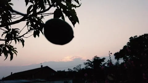 Silhouette of fruit hanging from a tree branch during a peaceful summer sunset Stock Footage 342333199