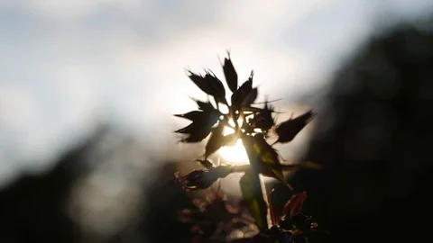 Silhouette of garden with a close-up look at budding phlox flowers on the Sunset Stock Footage 101783087