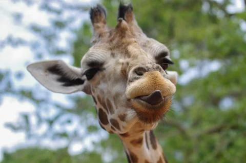 Silhouette of giraffe Stock Photos