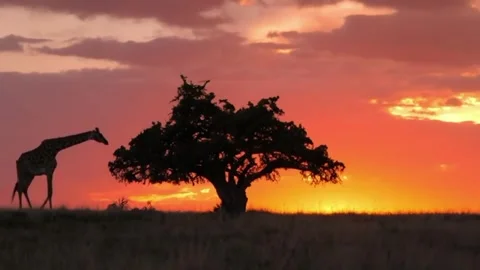 Silhouette of a giraffe under a tree Vidéo 330055716