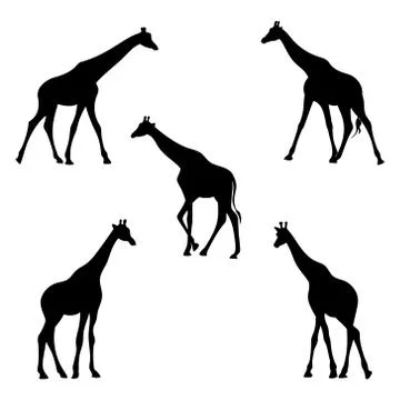 Silhouette of giraffes. Stock Illustration