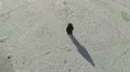 Silhouette of going person on frozen lake. Aerial HD Footage