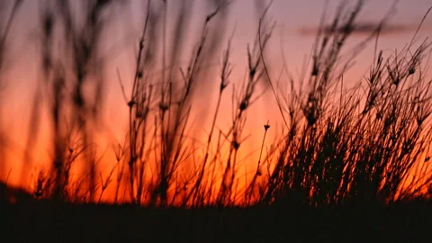 Silhouette of grass blowing in the wind Stock Footage 298203419