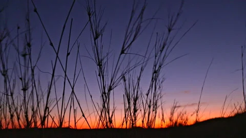 Silhouette of grass blowing in the wind Stock Footage 298203599