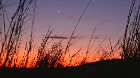 Silhouette of grass blowing in the wind Stock Footage 298203652
