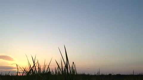 Silhouette of grass during sunset Stock Footage 59152196