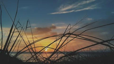 The silhouette of the grass during the sunset Stock Photos