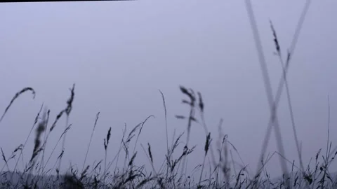 Silhouette grass flower blowing in the wind Stock Footage 158826803