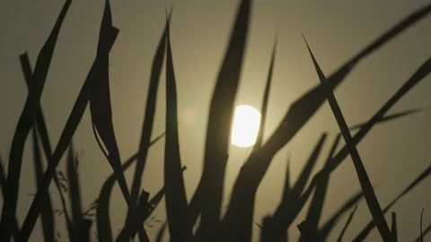Silhouette Grass Video stock 186395513