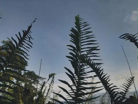 Silhouette of the grass Stock Photos