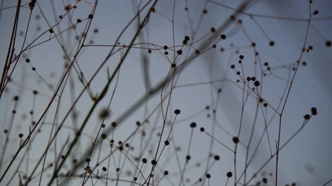The silhouette of the grass in the sun Stock Footage 94140905