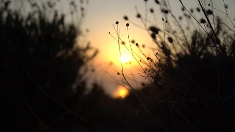 The silhouette of the grass in the sun Stock Footage 94143013