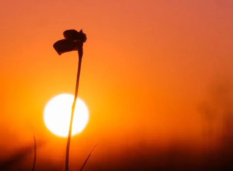 Silhouette of grass in sunset background. Stock Photos