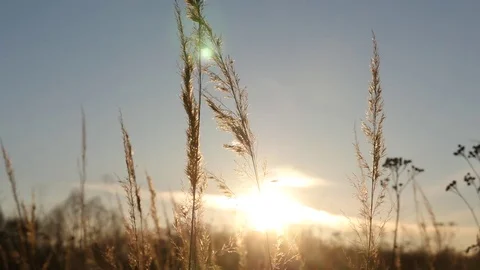 Silhouette of grass in the sunset. Stock Footage 73749957