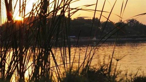 Silhouette grass with sunset. Stock Footage 80185917