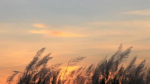 Silhouette of grass in sunset by the wind blowing gently Stock Footage 44779070